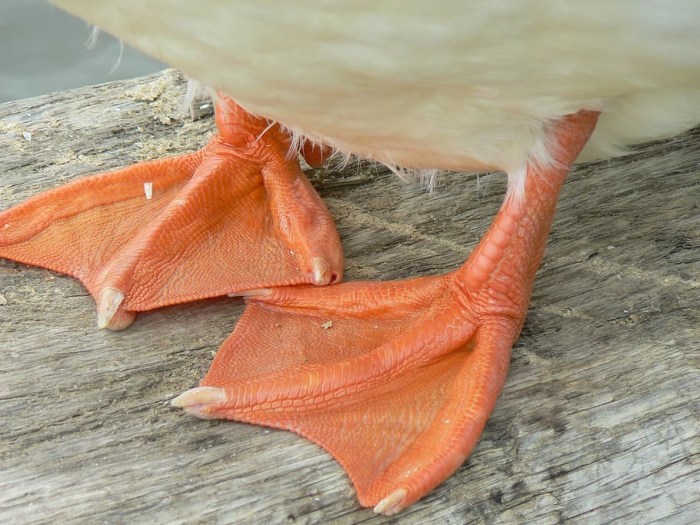 bentuk burung paruh dengan penyesuaian diri gurune kaki mahluk mempunyai fungsi bebek adaptasi selaput jari bengkok tajam elang kakinya diantara