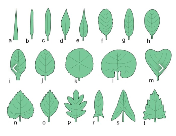 contoh gambar deformasi daun