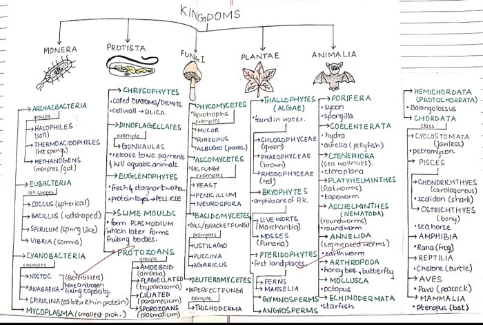 mind map kingdom animalia