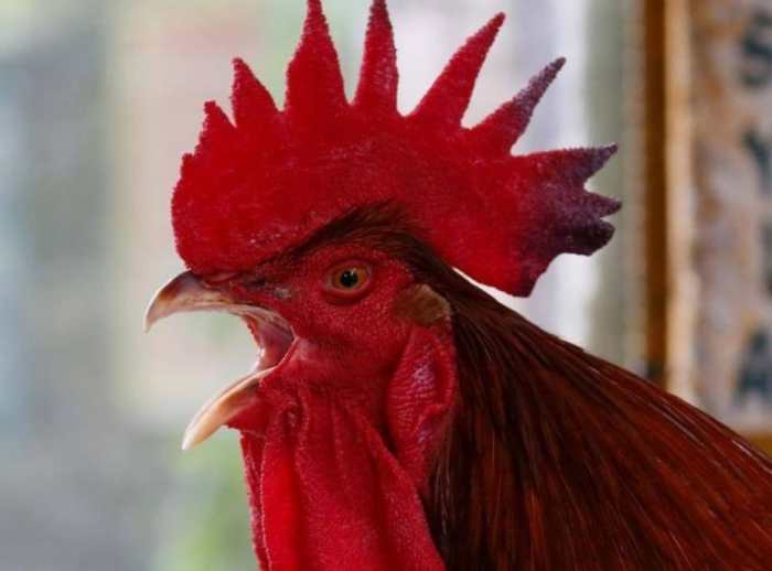 ayam betina berkokok di siang hari terbaru