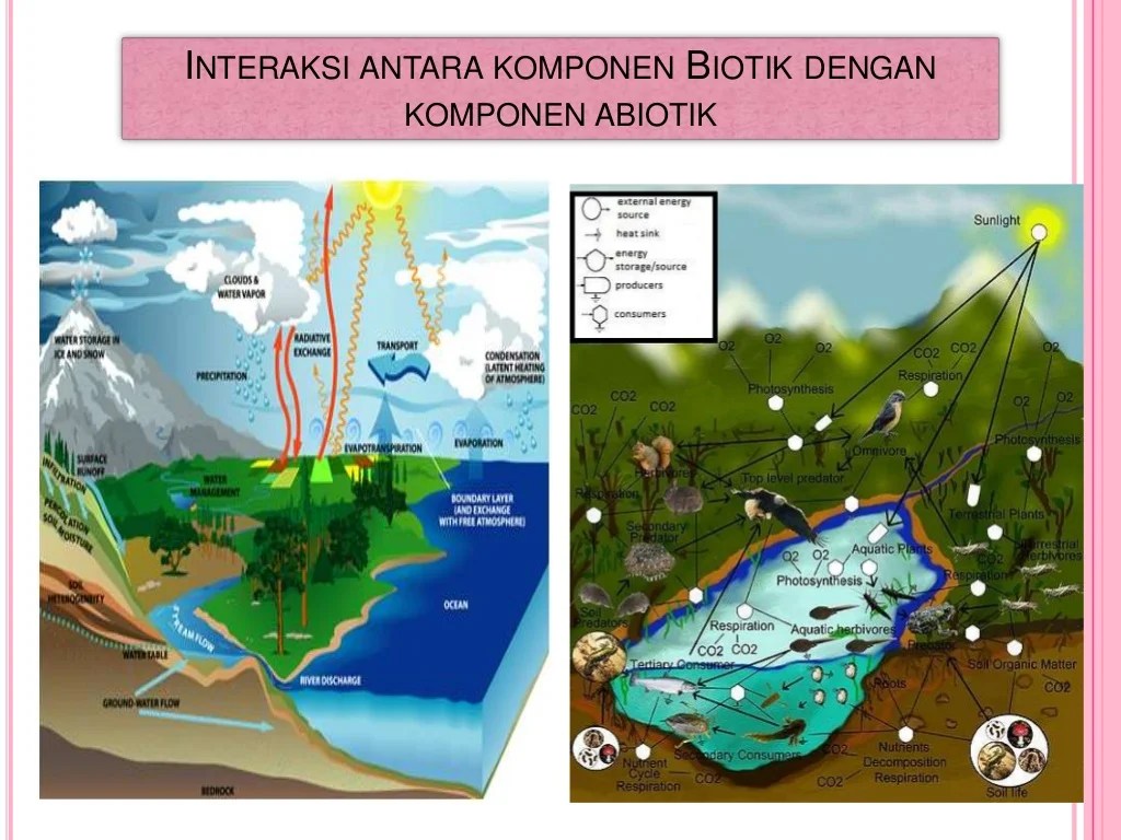 biotik interaksi dan ecosystem ecosystems abiotik komponen lingkungan antara unsur ekosistem aquatic ecology gambar tumbuhan organisme bentuk hubungan tingkatan berdasarkan