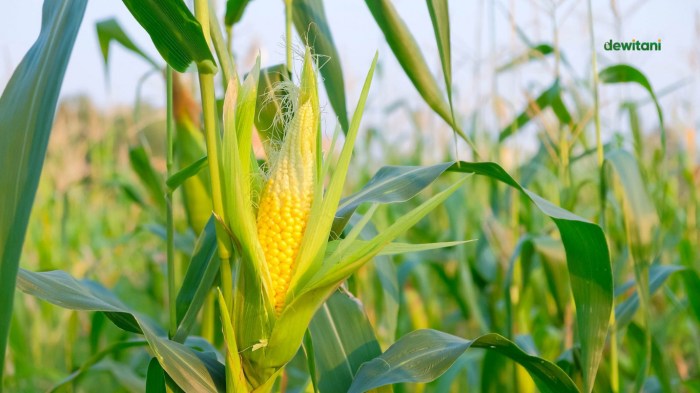 cara menanam jagung di gelas aqua