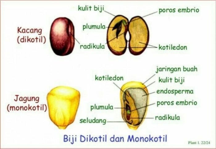 serai termasuk dikotil atau monokotil