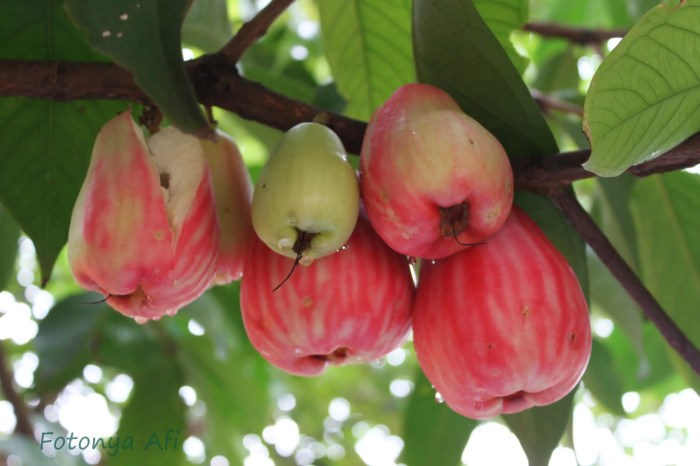 jambu jamaika pohon monyet tabulampot jamaica tanaman darsono jual berbuah manfaat buah jenis macam rumput lebat