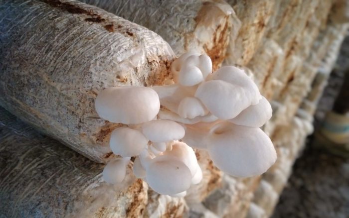 jamur kuping budidaya fungi tumbuh auricularia ear basidiomycota kayu serba pilze peranan kerr tiram tumbuhan peluang usaha neuseeland sammeln genehmigung