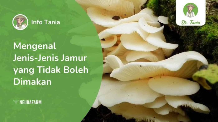 jamur yang tumbuh di kayu lapuk terbaru