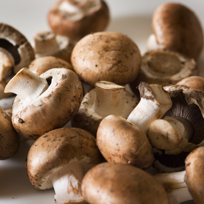 jamur barat tumbuh termitomyces nebularis beranggapan jika bernama