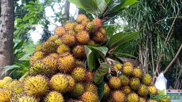 rambutan rapiah berasal dari terbaru