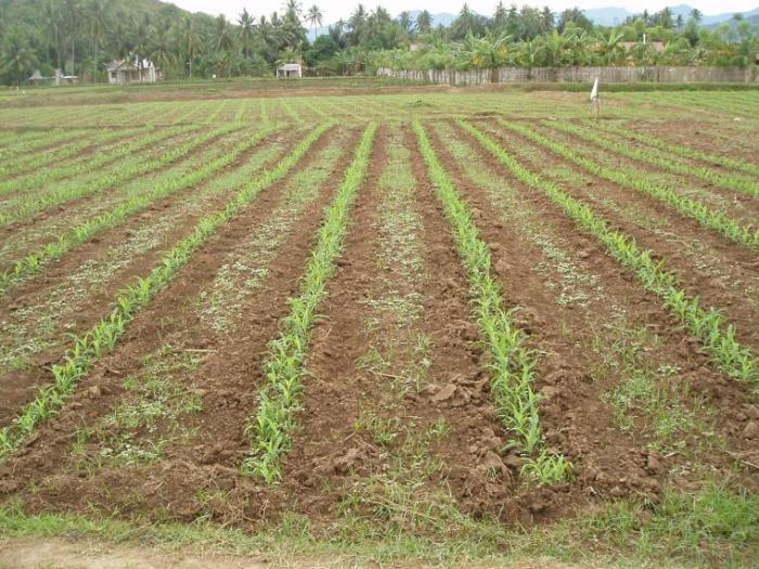 jagung tanam jarak rapat kebutuhan bibit hibrida tanaman menghasilkan produksi tinggi inovasi budidaya manis hektar kompasiana rice