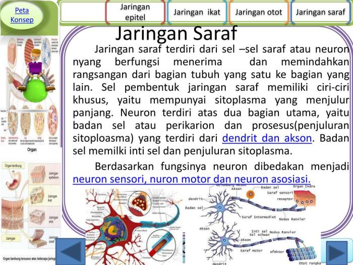 konsep regulasi saraf otak neuron hormon kuliahkechina tubuh impuls kelenjar fungsi bab hewan