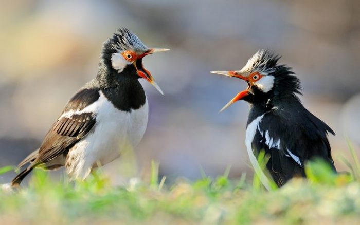 Burung yang berbulu hitam dan bersuara keras