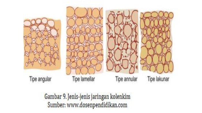 contoh tumbuhan konsentris amfikribal