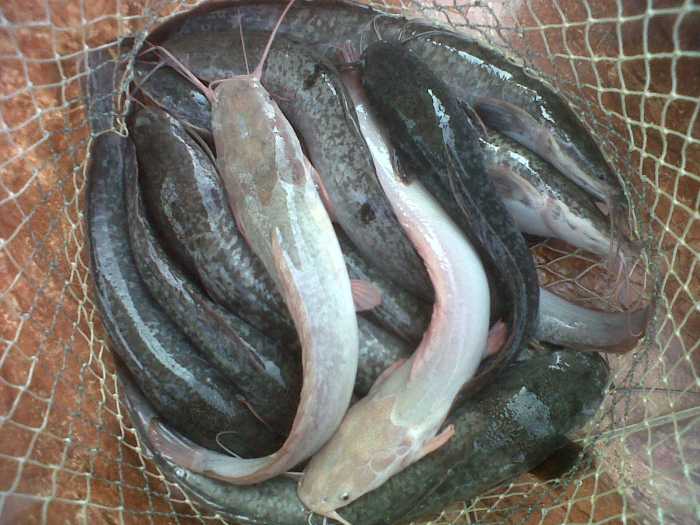 ikan ember akuaponik cocok dibudidayakan budidaya lele berkeluarga pertanian sederhana teknologi