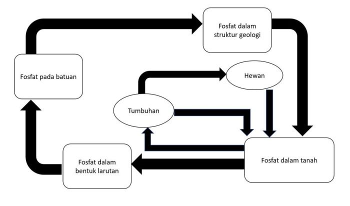 perbedaan fosfor dan fosfat terbaru