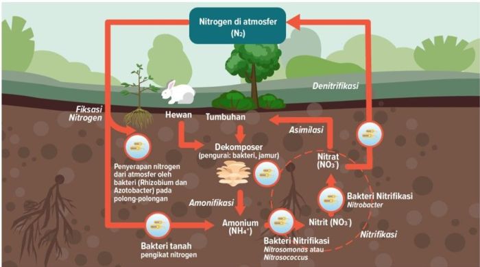 nitrogen daur siklus biogeokimia tanah proses organisme skema karbon penjelasannya macam peranan beserta berbagi pelajaran teknologi