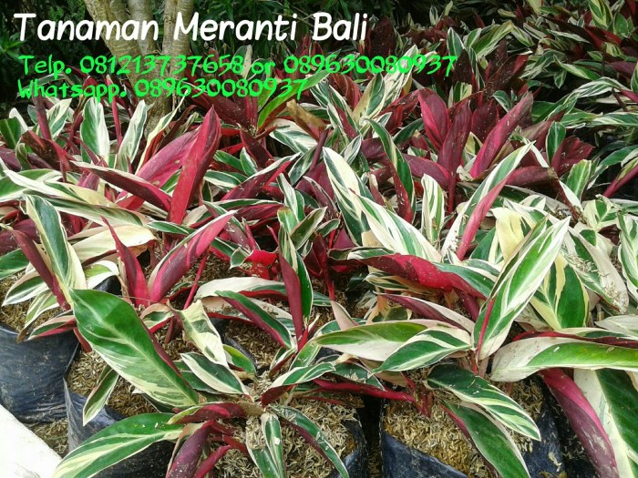 nama latin meranti merah