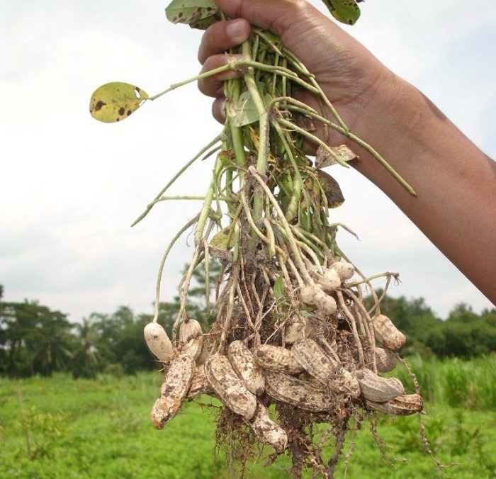 gambar pertumbuhan kacang tanah terbaru