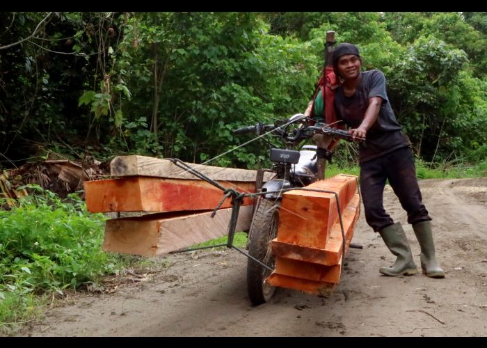 Petrified kayu deserto batu berubah pietrificata foresta dipinto benar ketakutan menjadi hutan dimana terurai sebuah sebelum membatu sebagai dikenal organik