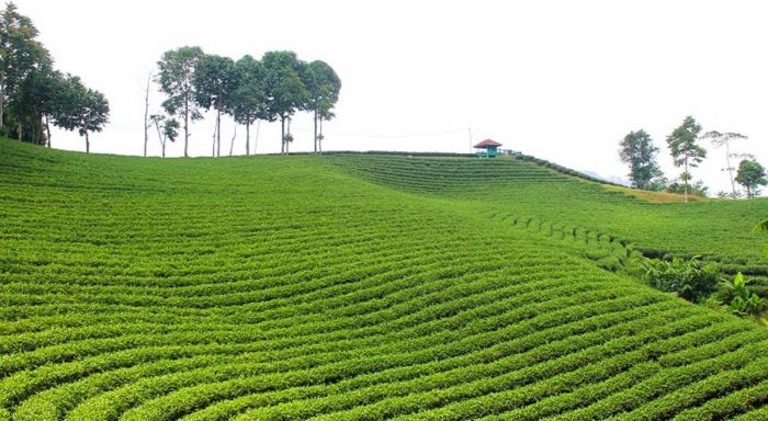 hasil usaha perkebunan teh