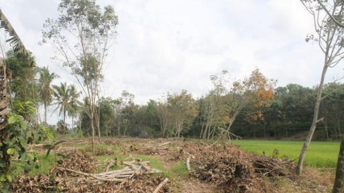 harga kebun karet 1 hektar terbaru