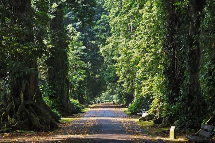 cerita pendek tentang kebun raya bogor terbaru