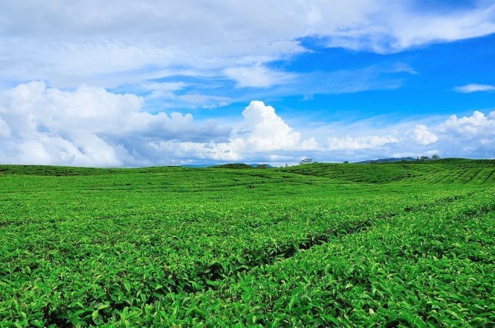 nama nama kebun pertanian