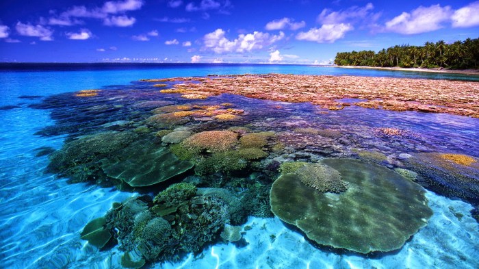 karang terumbu ekosistem wisata bunaken laut kerusakan taman jenis pantai potensi nasional salinity keindahan bahari segitiga pengertian manfaat bagaimana terbentuk