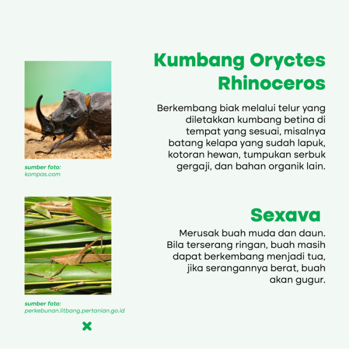 tupai berkembang biak dengan cara terbaru