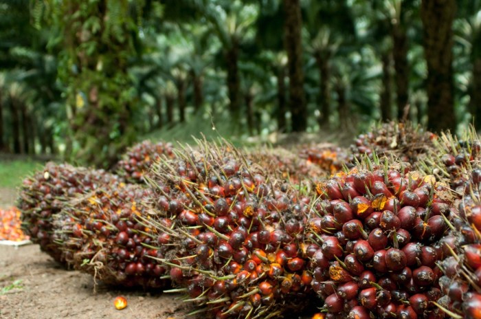 cara pembibitan kelapa sawit terbaru