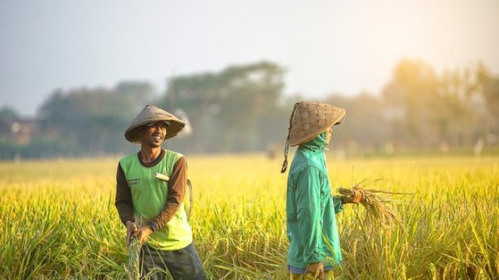 cerita tentang petani sawah terbaru