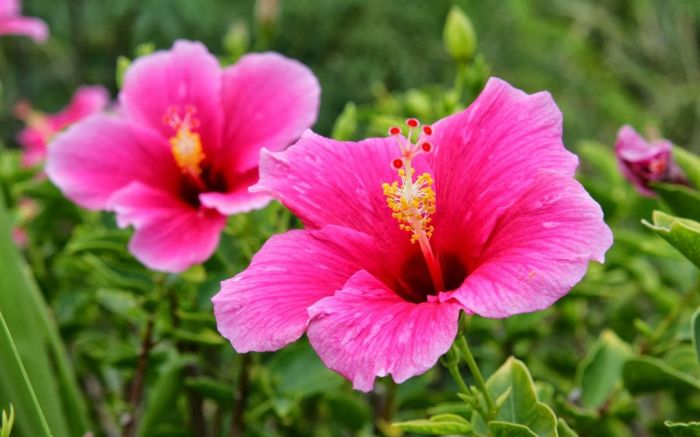 bunga sepatu hibiscus kembang perkembangbiakan generatif morfologi tumbuhan eats taksonomi pest insect bug graines jelaskan penyerbukan manfaat tanam ditanam keempat