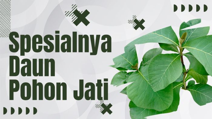 jati pohon adaptasi tumbuhan jenis pengertian