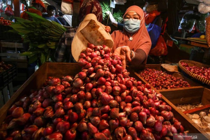 preparat akar bawang merah terbaru