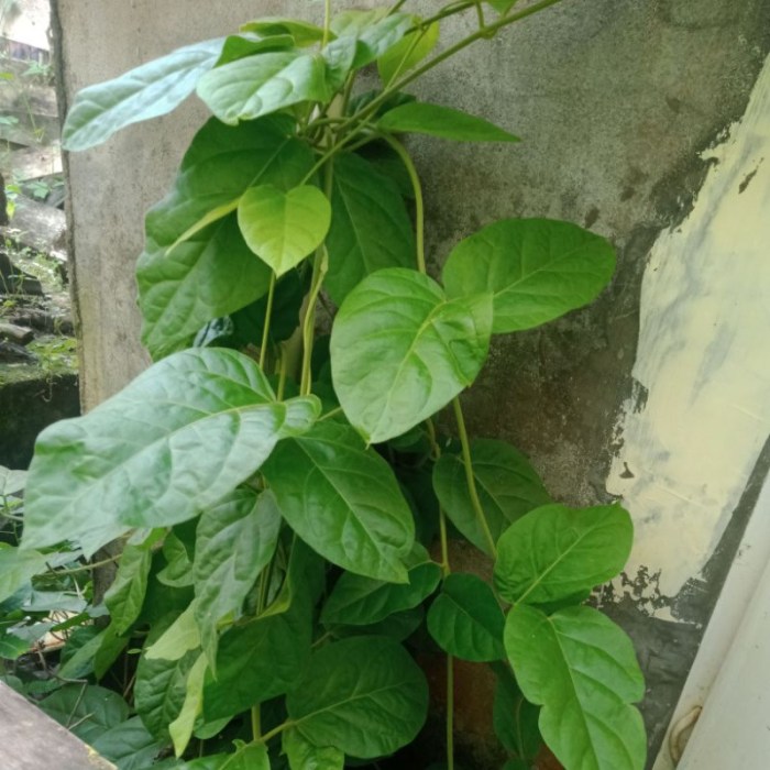 daun menyirip bertulang tumbuhan nangka contoh tulang gambarnya daunnya teladan dengan lengkap mangga