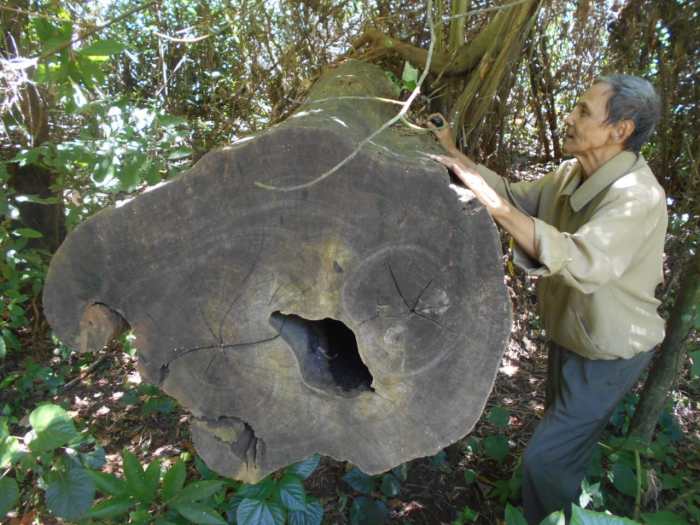 kendal pohon hutan kisah raksasa jati okezone