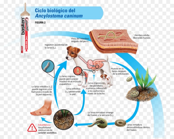 siklus hidup ancylostoma duodenale