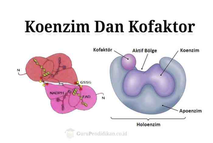 komponen enzim non protein disebut terbaru