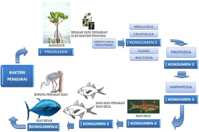 rantai makanan pada ekosistem kolam