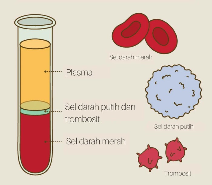 sel darah putih leukosit fungsi ciri pengertian pelajaran bentuk merah terlengkap tetap