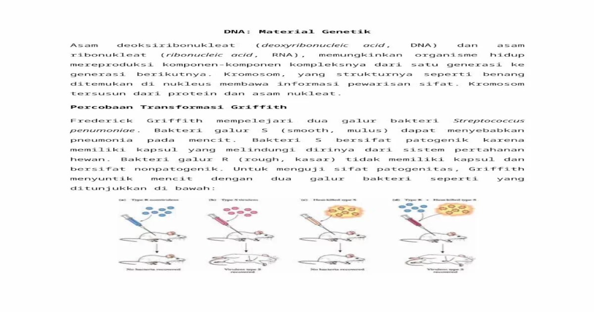 Skema untai dna yang memiliki 6 nukleotida