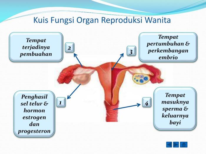 reproduksi wanita studylibid s1 alat keterangan