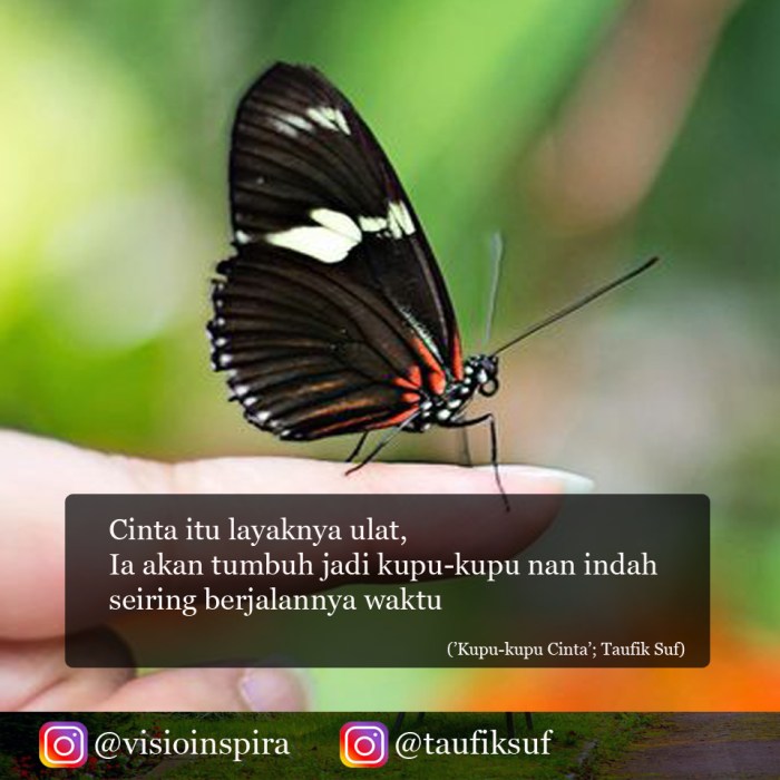 puisi kupu kupu yang indah