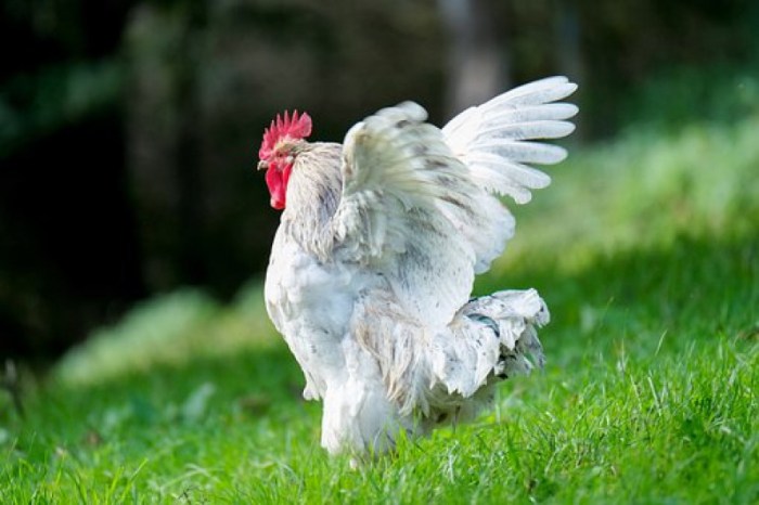 ayam mati di lumbung padi