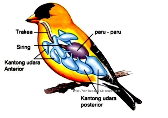 sistem pencernaan pada aves