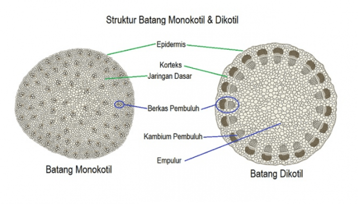 gambar anatomi batang jagung