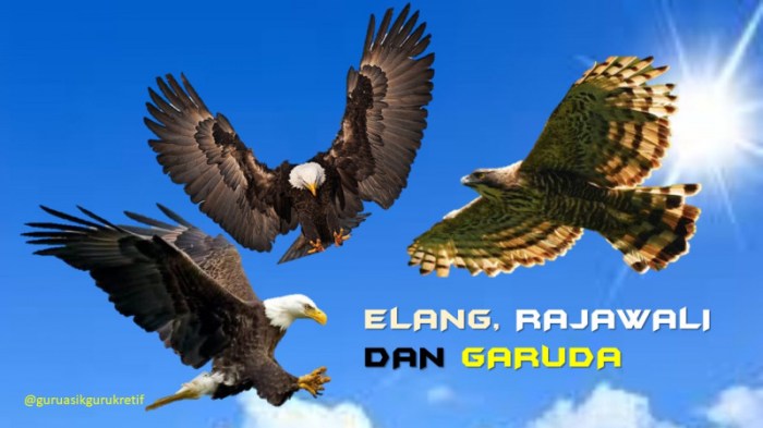 garuda elang burung asli apakah burungnya mimpi cari arti keren