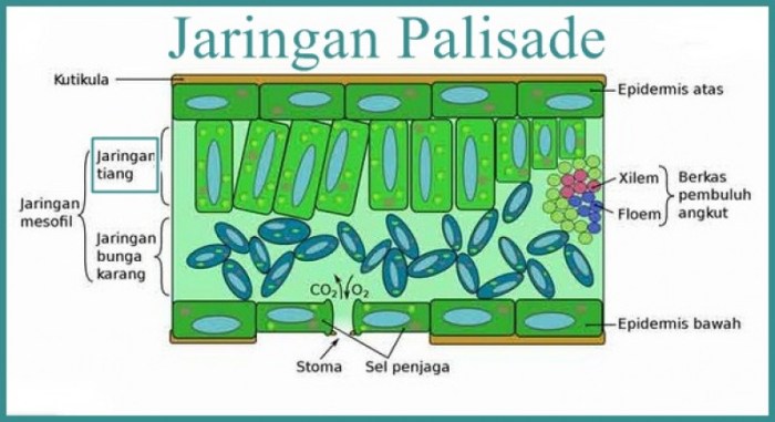 palisade jaringan struktur