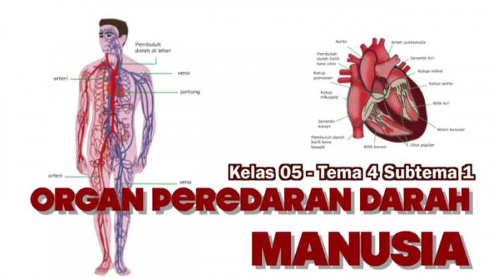 mind map sistem peredaran darah manusia