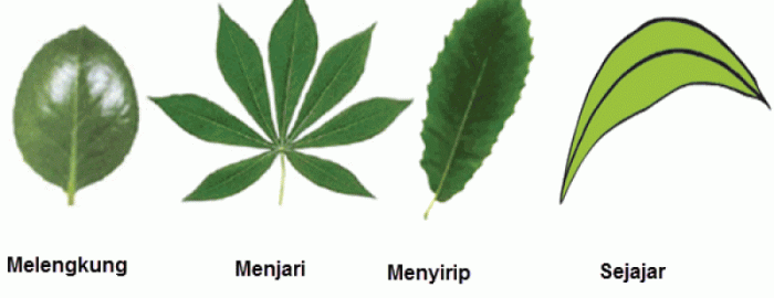 daun tulang musa pisang paradisiaca susunan munawi