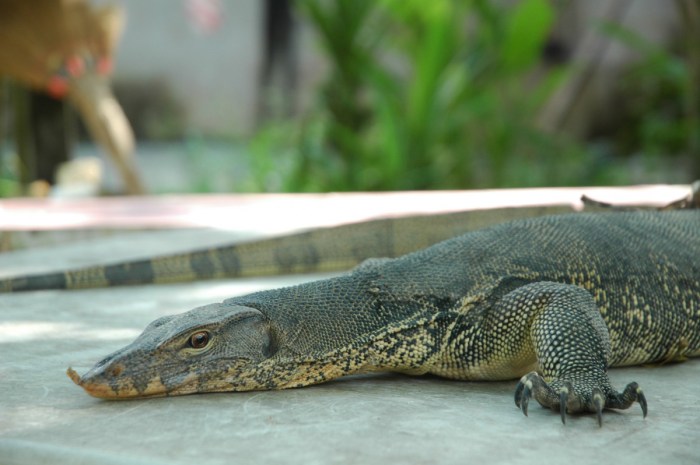 hewan biawak liar kadal besar nasional ular unik pulau negara komodo fakta dikuasai asean geek mirip menarik ekor9